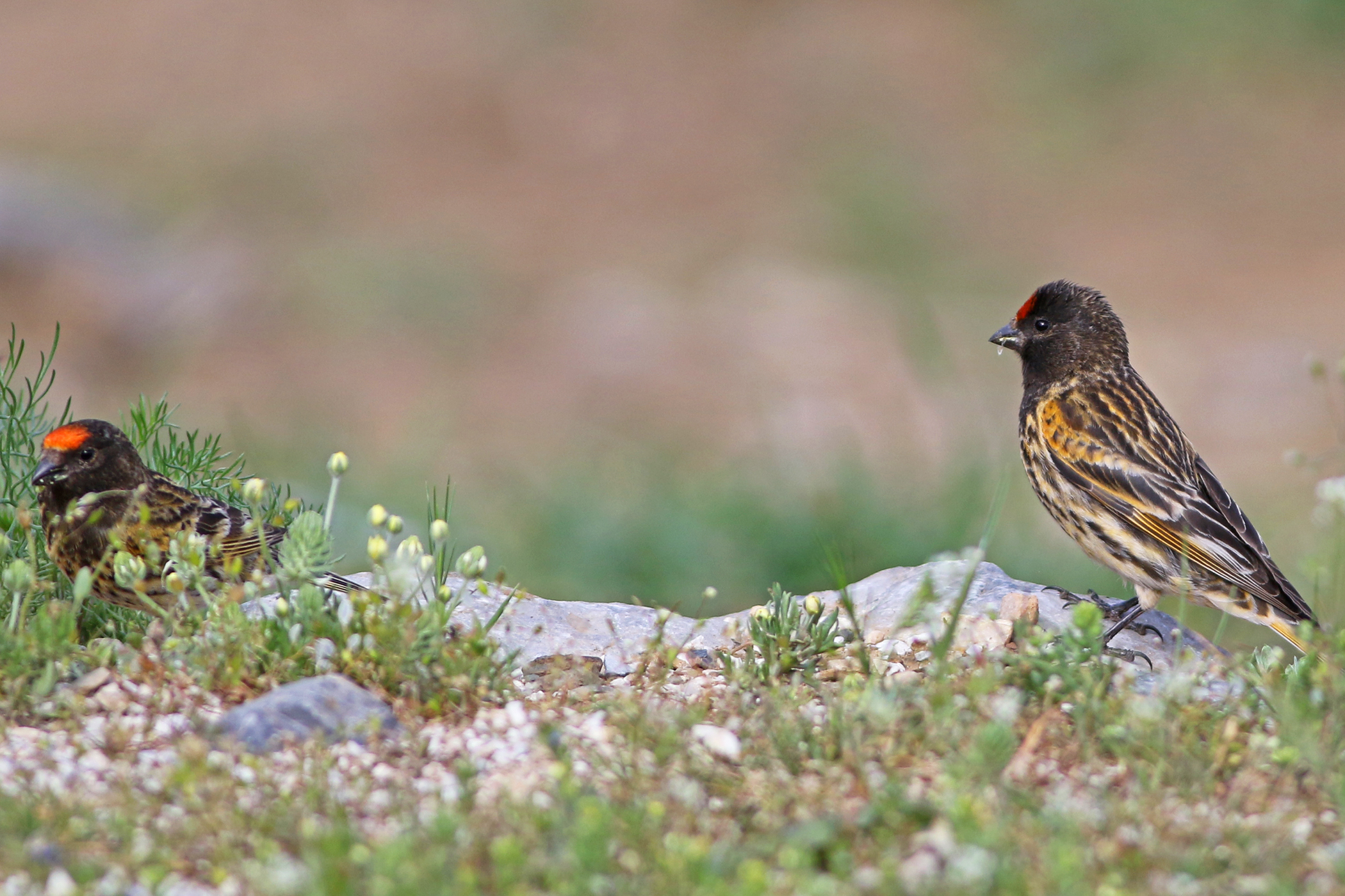 Fire-fronted Serin